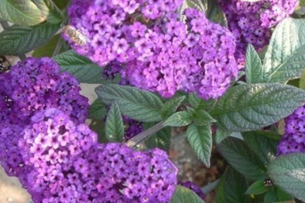 香水草圖片大全 香水草花語及寓意