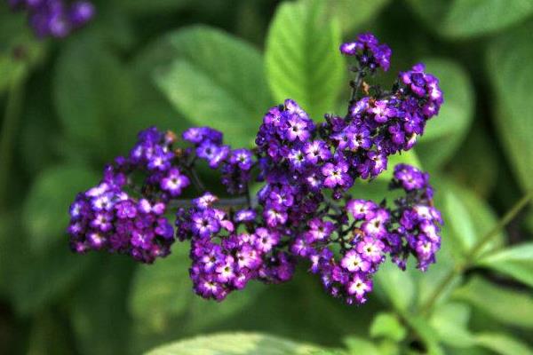 香水草圖片大全 香水草花語及寓意