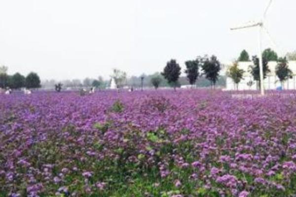 香水草圖片大全 香水草花語及寓意