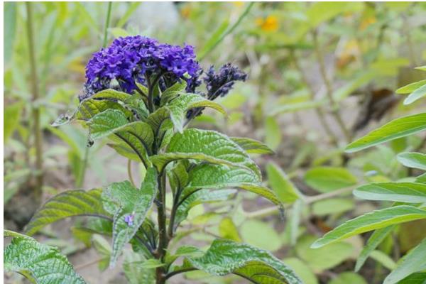 香水草圖片大全 香水草花語及寓意