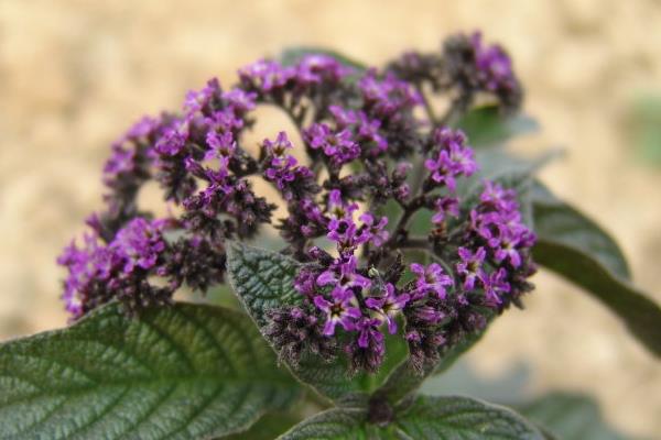 香水草圖片大全 香水草花語及寓意