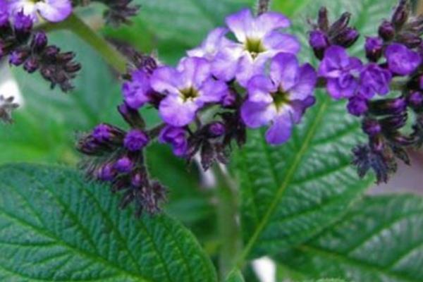 香水草圖片大全 香水草花語及寓意