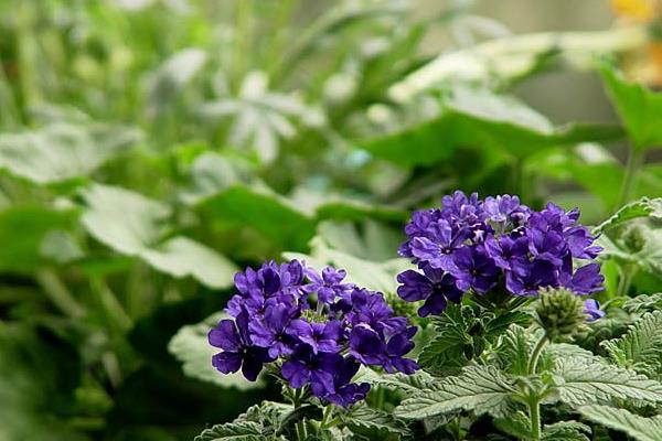 香水草圖片大全 香水草花語及寓意