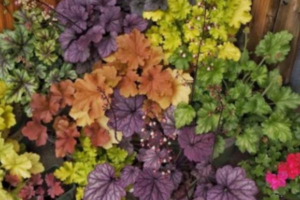 礬根可以在室內種植嗎 礬根吸甲醛嗎