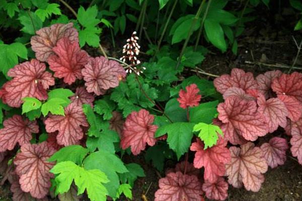 礬根可以在室內種植嗎 礬根吸甲醛嗎