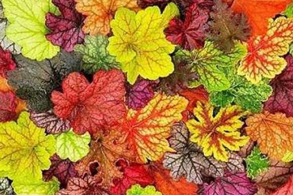 礬根可以在室內種植嗎 礬根吸甲醛嗎