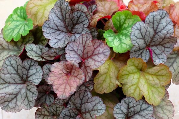 礬根可以在室內種植嗎 礬根吸甲醛嗎