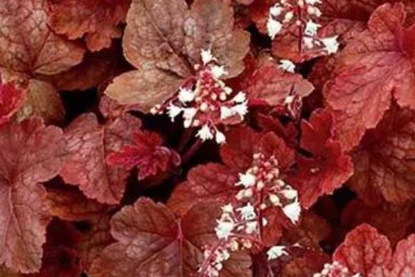 礬根可以在室內種植嗎 礬根吸甲醛嗎