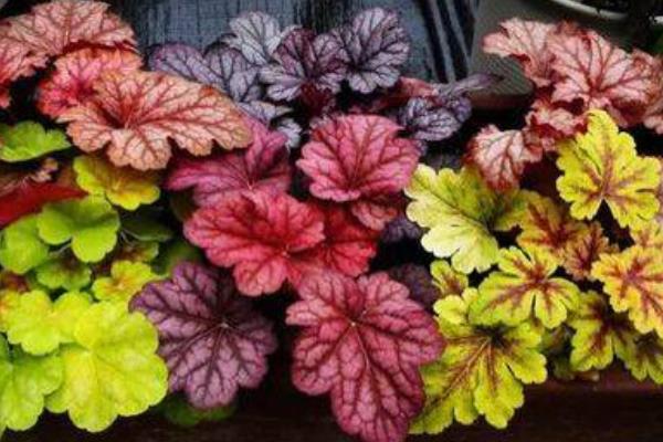 礬根可以在室內種植嗎 礬根吸甲醛嗎