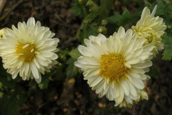 雛菊什么時候開花（什么季節） 雛雛菊期是幾月