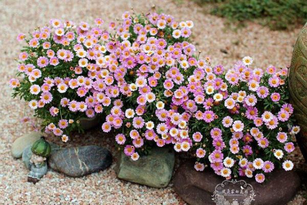 瑪格麗特爆盆技巧 瑪格麗特扦插繁殖方法