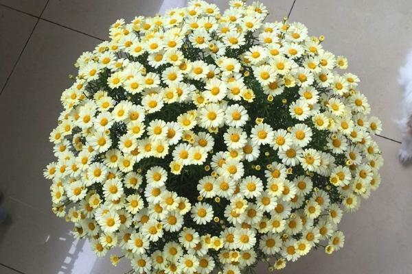 瑪格麗特爆盆技巧 瑪格麗特扦插繁殖方法