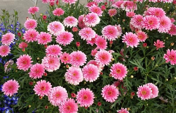 瑪格麗特爆盆技巧 瑪格麗特扦插繁殖方法