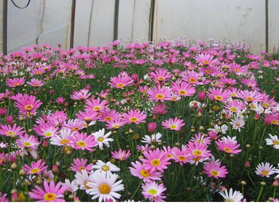 瑪格麗特爆盆技巧 瑪格麗特扦插繁殖方法