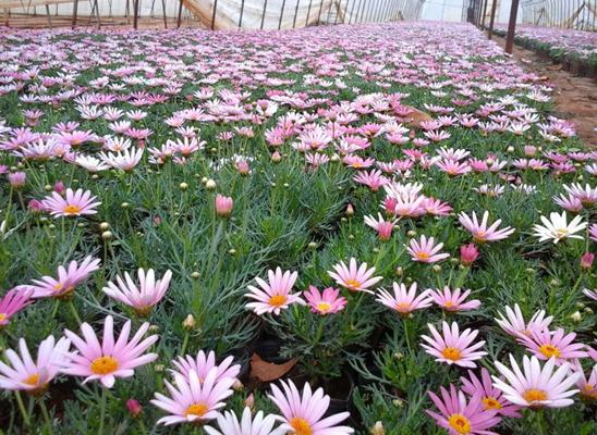 瑪格麗特爆盆技巧 瑪格麗特扦插繁殖方法