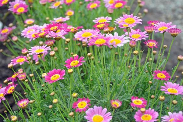 瑪格麗特爆盆技巧 瑪格麗特扦插繁殖方法