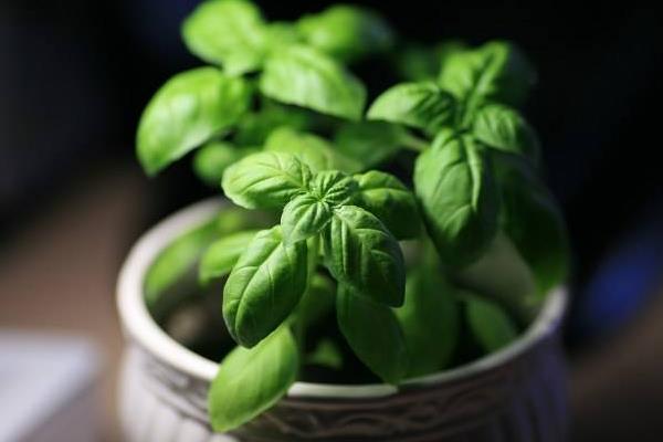 羅勒圖片大全 羅勒是什么