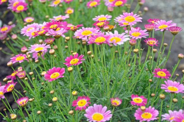 瑪格麗特什么時候開花 瑪格麗特花期是幾月