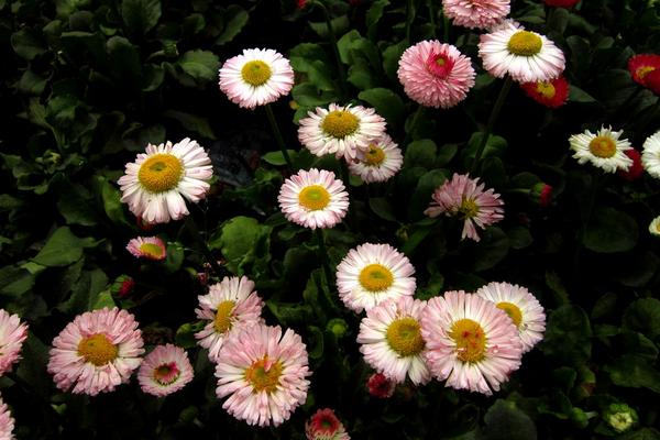 翠菊種子市場(chǎng)價(jià)格多少錢一斤 翠菊種子怎么種植