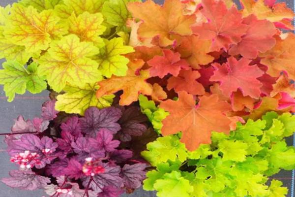 礬根如何繁殖 礬根葉插繁殖方法