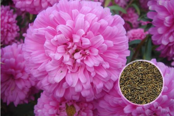 翠菊種子市場(chǎng)價(jià)格多少錢一斤 翠菊種子怎么種植