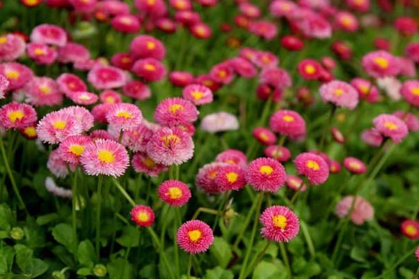 翠菊種子市場(chǎng)價(jià)格多少錢一斤 翠菊種子怎么種植