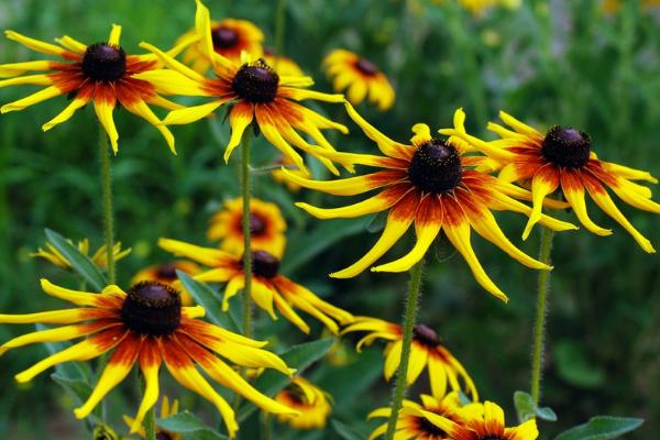 黑心菊和金光菊的區別是什么 黑心菊的繁殖方法