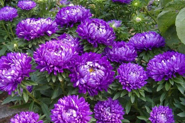 翠菊種子市場(chǎng)價(jià)格多少錢一斤 翠菊種子怎么種植