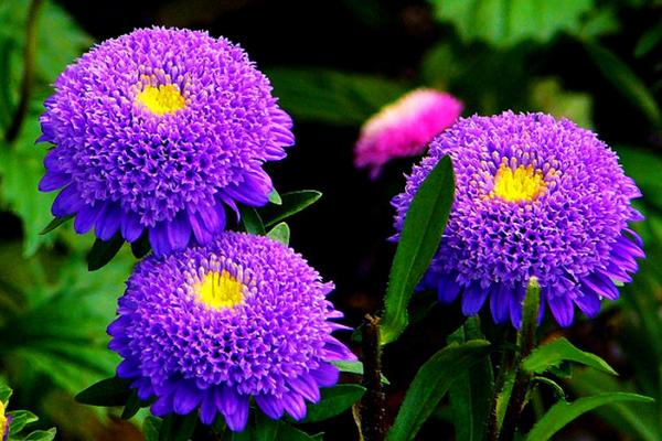 翠菊種子市場(chǎng)價(jià)格多少錢一斤 翠菊種子怎么種植