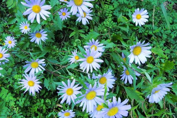 翠菊種子市場(chǎng)價(jià)格多少錢一斤 翠菊種子怎么種植