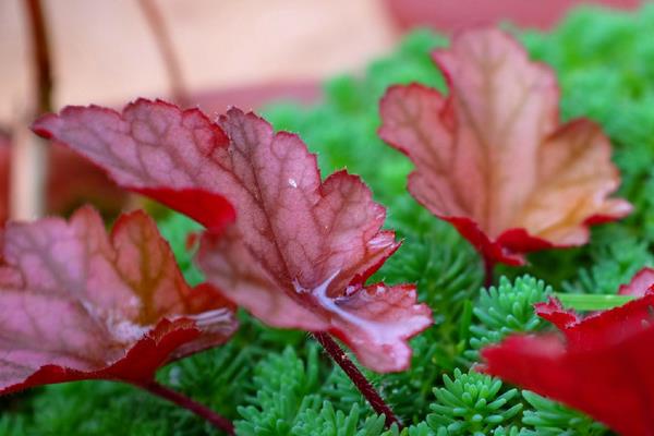 礬根圖片大全 礬根品種大全