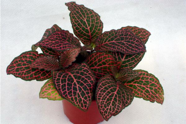 網紋草葉子蔫了怎么辦 網紋草葉子發黃的處理方法