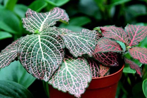 網紋草市場價格多少錢一盆 網紋草的養殖方法和注意事項