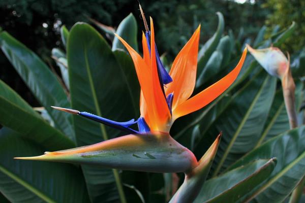 鶴望蘭盆栽養殖方法與注意事項 鶴望蘭有毒嗎