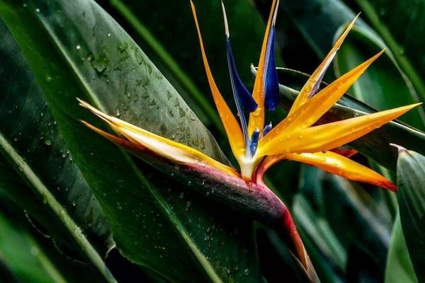 鶴望蘭市場價格多少錢一盆 如何使鶴望蘭多開花