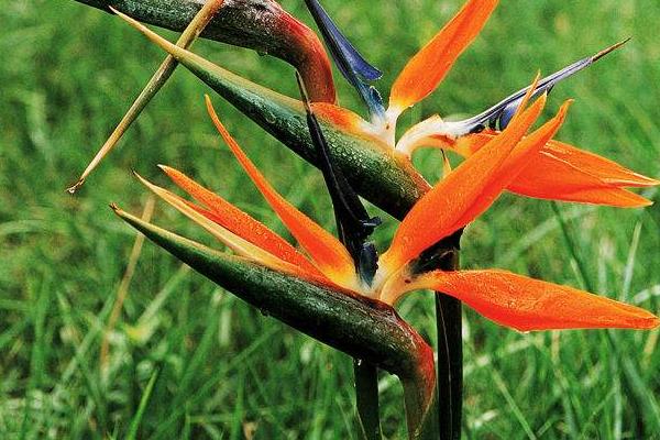 鶴望蘭和天堂鳥的區別是什么 鶴望蘭繁殖方法