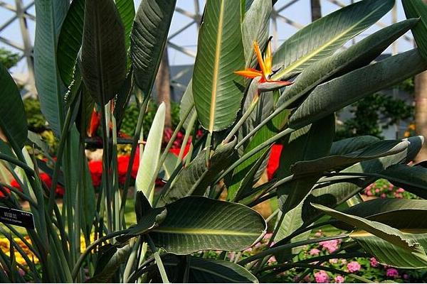 鶴望蘭和天堂鳥的區別是什么 鶴望蘭繁殖方法