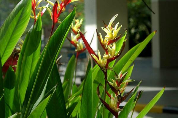 鶴望蘭和天堂鳥的區別是什么 鶴望蘭繁殖方法