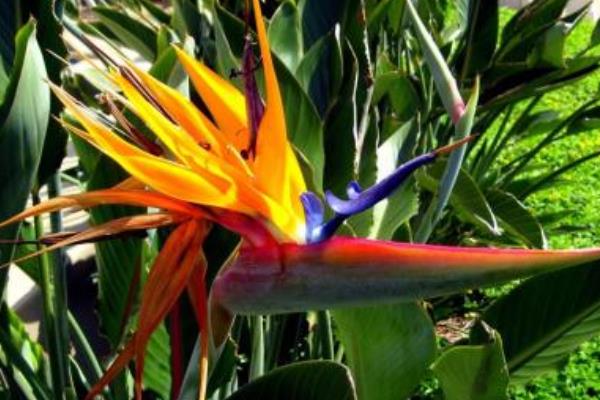 鶴望蘭和天堂鳥的區別是什么 鶴望蘭繁殖方法