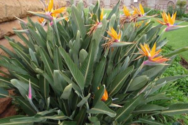 鶴望蘭和天堂鳥的區別是什么 鶴望蘭繁殖方法