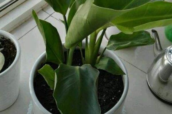 鶴望蘭和天堂鳥的區別是什么 鶴望蘭繁殖方法