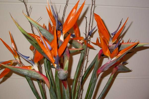 鶴望蘭和天堂鳥的區別是什么 鶴望蘭繁殖方法