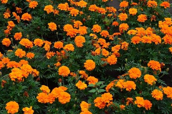 孔雀草種子怎么種 孔雀草什么時候播種