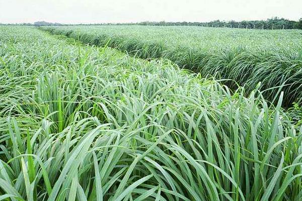 香茅可以驅蚊嗎 怎么用香茅驅蚊