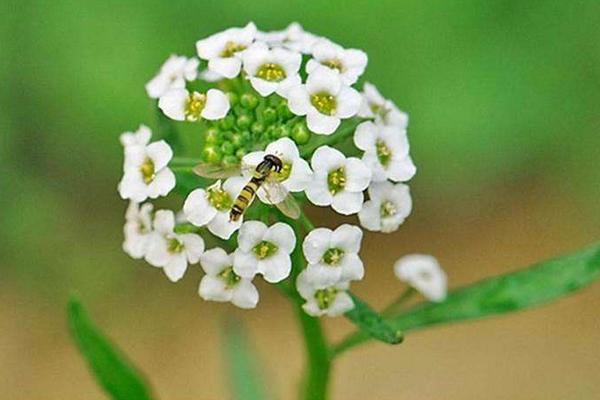 香雪球圖片大全 香雪球花語及寓意