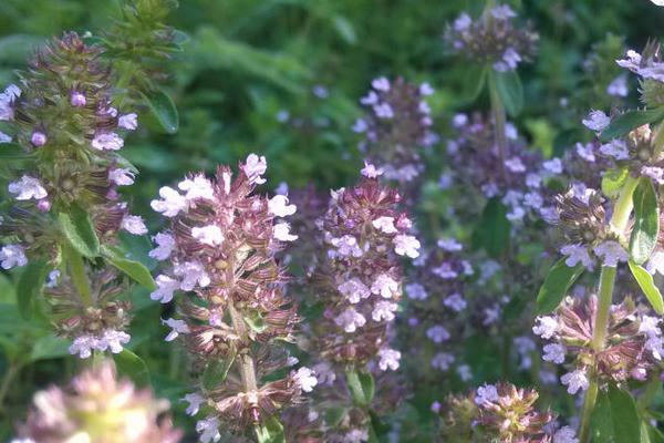 百里香功效與作用及禁忌 百里香藥用價值