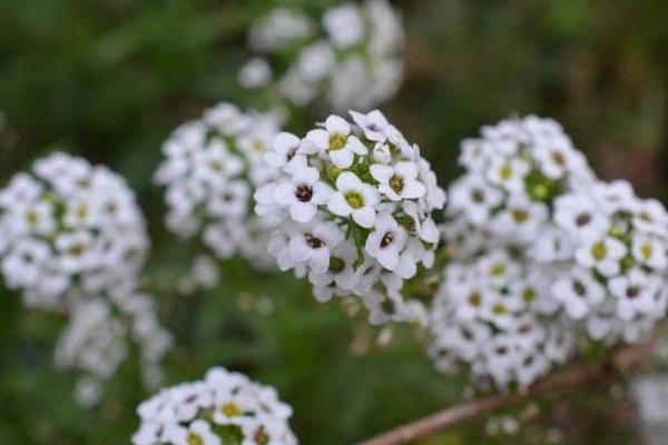 香雪球市場(chǎng)價(jià)格多少錢(qián)一株 香雪球的養(yǎng)殖方法
