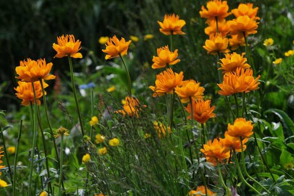 金蓮花種子市場價格多少錢一斤 金蓮花的品種