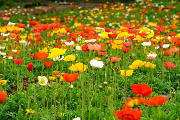 虞美人種子怎么種植 虞美人什么時候播種(種植時間)