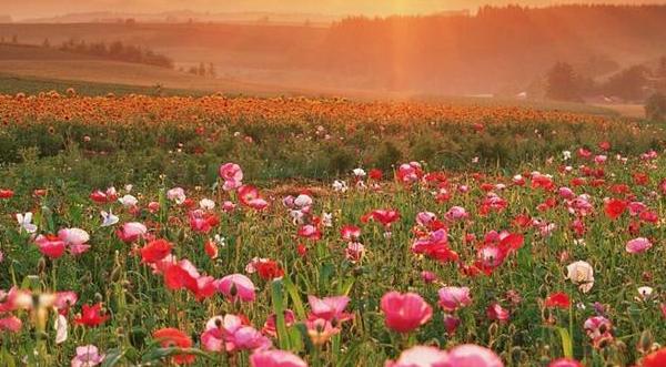 虞美人種子怎么種植 虞美人什么時候播種(種植時間)